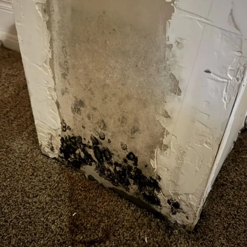 Professional Mold Removal in Cerritos, CA